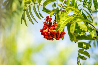Sorbus aucuparia var. edulis haute-tige 10/12