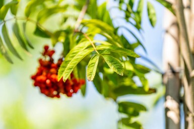 Sorbus aucuparia var. edulis haute-tige 10/12