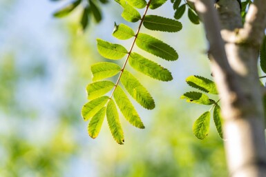 Sorbus aucuparia var. edulis haute-tige 10/12
