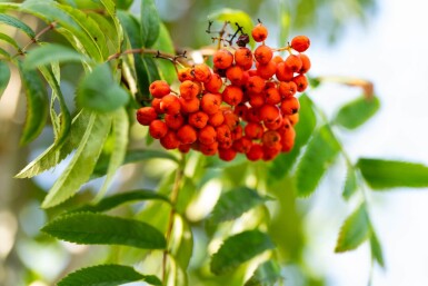 Sorbus aucuparia var. edulis haute-tige 10/12