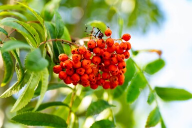Sorbus aucuparia var. edulis haute-tige 10/12