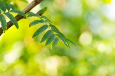 Sorbus aucuparia var. edulis haute-tige 10/12