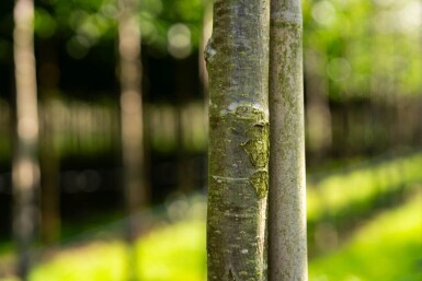 Sorbus aucuparia 'Fastigiata' haute-tige 18/20