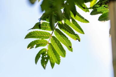 Sorbus aucuparia 'Fastigiata' haute-tige 18/20