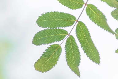 Sorbus aucuparia 'Fastigiata' haute-tige 18/20