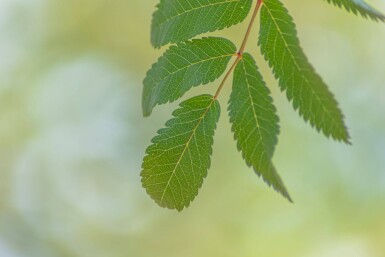 Sorbus aucuparia 'Fastigiata' haute-tige 18/20