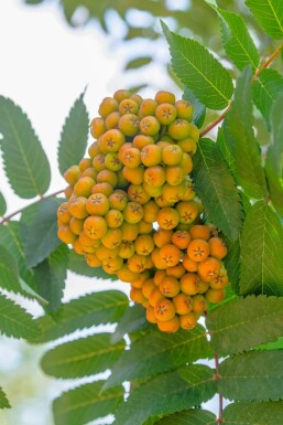 Sorbus aucuparia 'Fastigiata' haute-tige 18/20