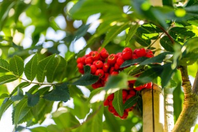 Sorbus aucuparia 'Fastigiata' haute-tige 18/20