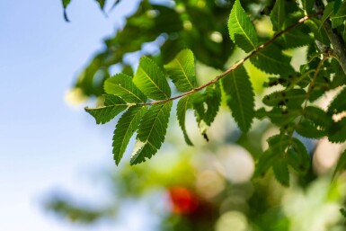 Sorbus aucuparia 'Fastigiata' haute-tige 18/20