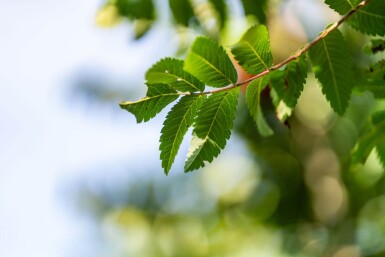 Sorbus aucuparia 'Fastigiata' haute-tige 18/20