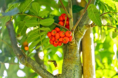 Sorbus aucuparia 'Fastigiata' haute-tige 18/20