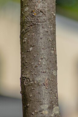 Sorbus intermedia cépée