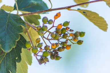 Sorbus intermedia cépée