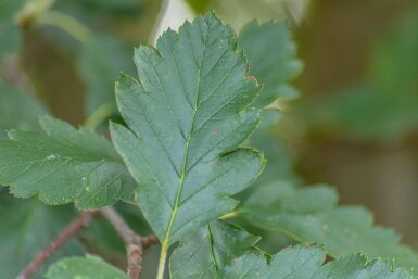 Sorbus intermedia 'Brouwers' haute-tige 8/10