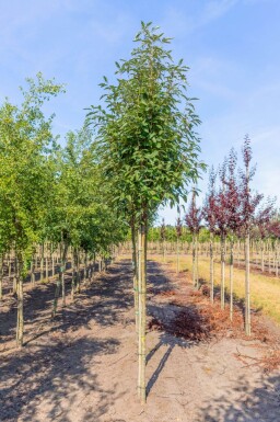 Sorbus x thuringiaca 'Fastigiata'