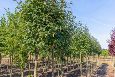 Sorbus x thuringiaca 'Fastigiata' haute-tige 16/18