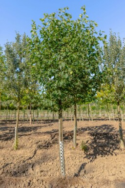 Sorbus torminalis haute-tige 10/12