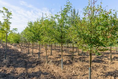 Sorbus torminalis haute-tige 10/12