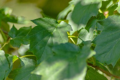 Sorbus torminalis haute-tige 10/12