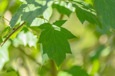 Sorbus torminalis haute-tige 10/12