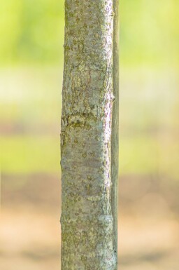 Sorbus torminalis haute-tige 10/12