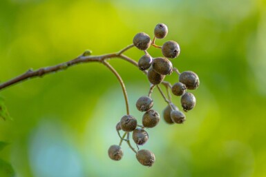 Sorbus torminalis haute-tige 10/12