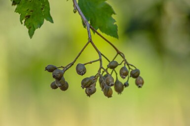 Sorbus torminalis haute-tige 10/12