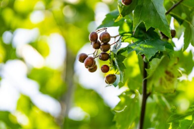 Sorbus torminalis haute-tige 10/12