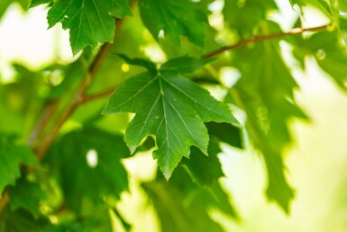 Sorbus torminalis haute-tige 10/12