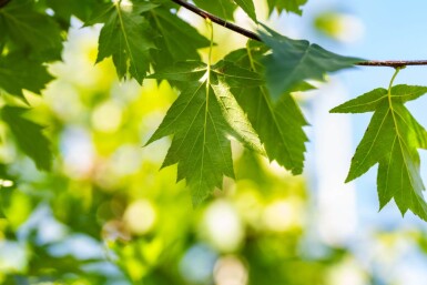 Sorbus torminalis haute-tige 10/12