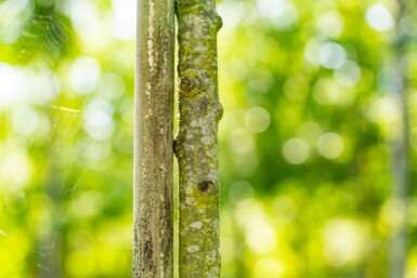 Sorbus torminalis haute-tige 10/12