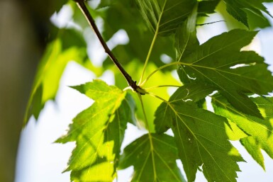 Sorbus torminalis haute-tige 10/12
