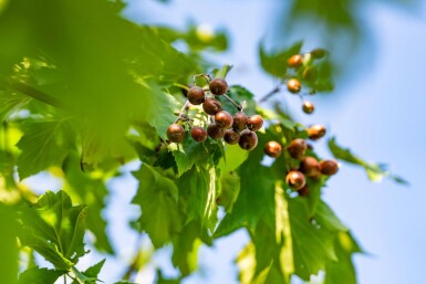 Sorbus torminalis haute-tige 10/12
