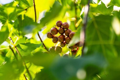 Sorbus torminalis haute-tige 10/12