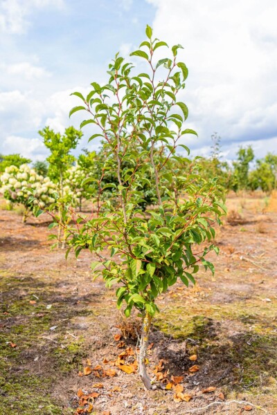Stewartia pseudocamellia cépée 200-250