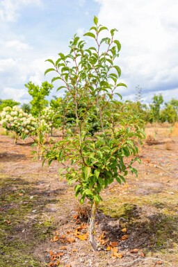 Stewartia pseudocamellia cépée 200-250