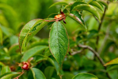 Stewartia pseudocamellia cépée 200-250