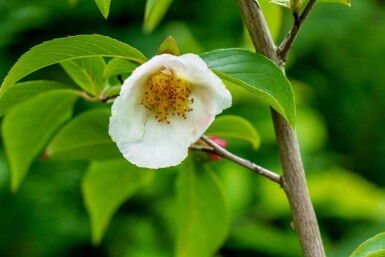 Stewartia pseudocamellia cépée 200-250