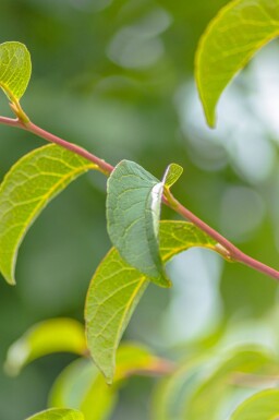 Stewartia pseudocamellia cépée 200-250