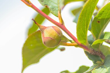 Stewartia pseudocamellia cépée 200-250