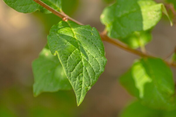 Syringa josikaea haute-tige 8/10