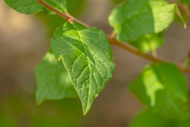 Syringa josikaea haute-tige 8/10