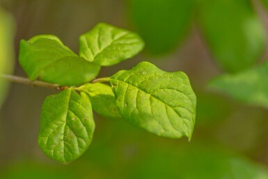 Syringa josikaea haute-tige 8/10