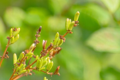 Syringa josikaea haute-tige 8/10