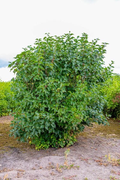 Syringa vulgaris cépée 200-250