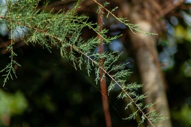 Tamarix tetrandra haute-tige