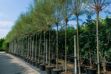 Tamarix tetrandra haute-tige 12/14