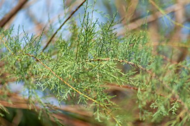 Tamarix tetrandra haute-tige 12/14