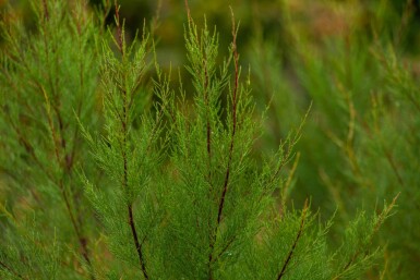 Tamarix tetrandra haute-tige 12/14