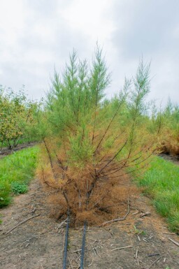 Tamarix tetrandra cépée 200-250